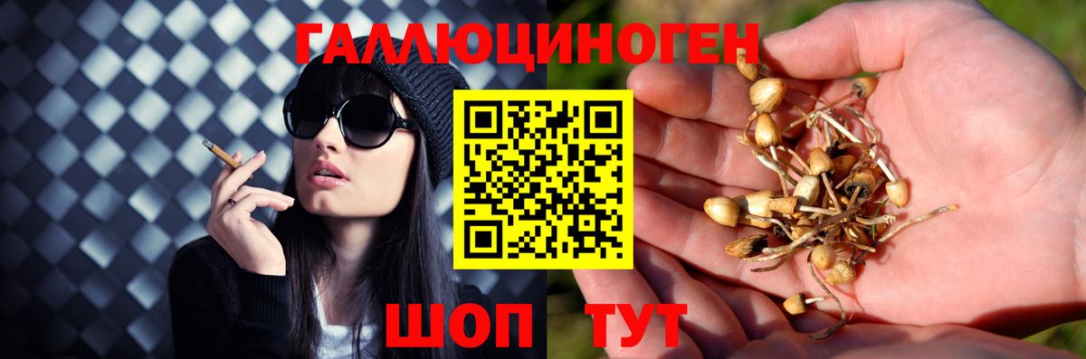 Псилоцибиновые грибы Psilocybine cubensis  Вход с VPN  Галлюциногенные грибы Psilocybine cubensis  Чайковский 
